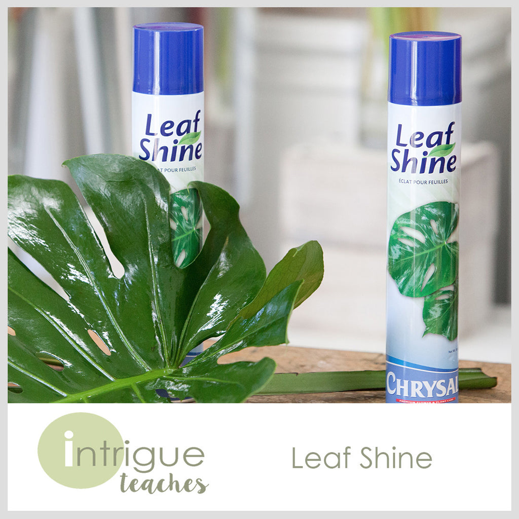 Foliage Spray: Leaf Shine + Wellness – Easy Growing